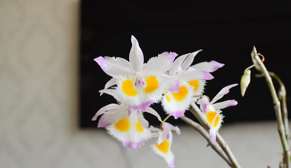 紫皮石斛花的几种吃法