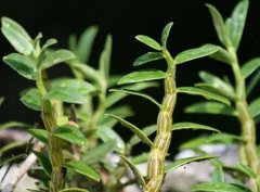 铁皮石斛和紫皮石斛的植株形态上有什么区别？