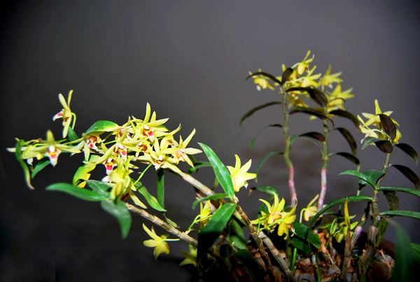 <b>野生铁皮石斛是怎么生长</b>