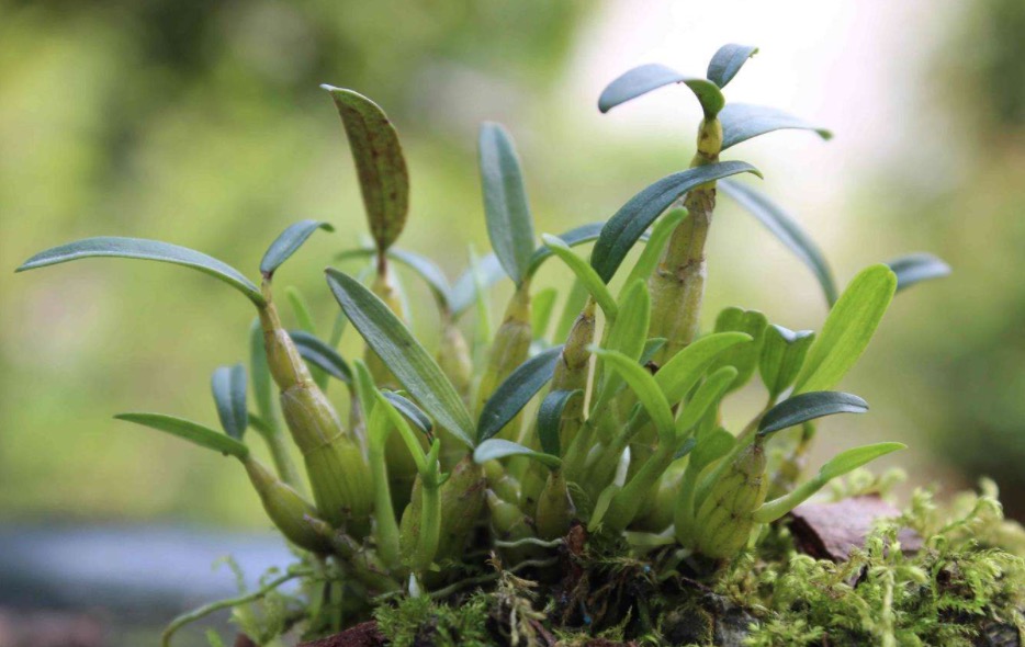 野生铁皮石斛让身体得到改善,同时还能调节健康。