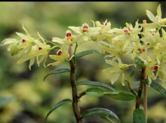 铁皮石斛的家庭养殖方法？学会3点，在家也能养好铁皮石斛。