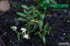 <b>霍山铁皮石斛仿野生基地苗</b>