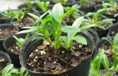 <b>安徽国红石斛科技有限公司</b>