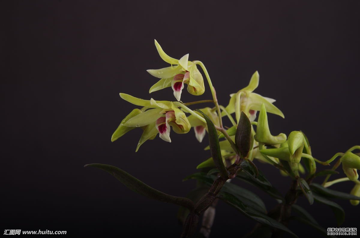 首届中国霍山石斛科技产业发展论坛在合肥国际会展中心举行