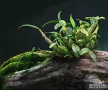 <b>胃不好灵芝和石斛泡茶喝吗？我可以吗？</b>