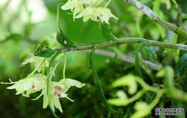 霍山米斛花开当代 霍山米斛花开当代