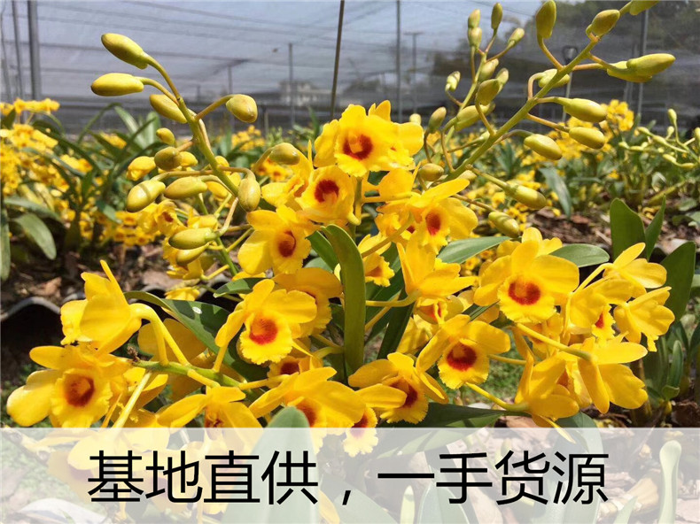 石斛花及其功效