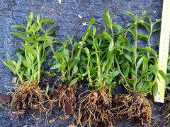 <b>石斛苗该如何选择呢？</b>