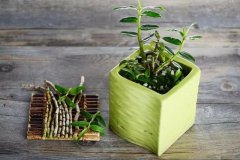 <b>石斛苗是怎么种植的呢？</b>