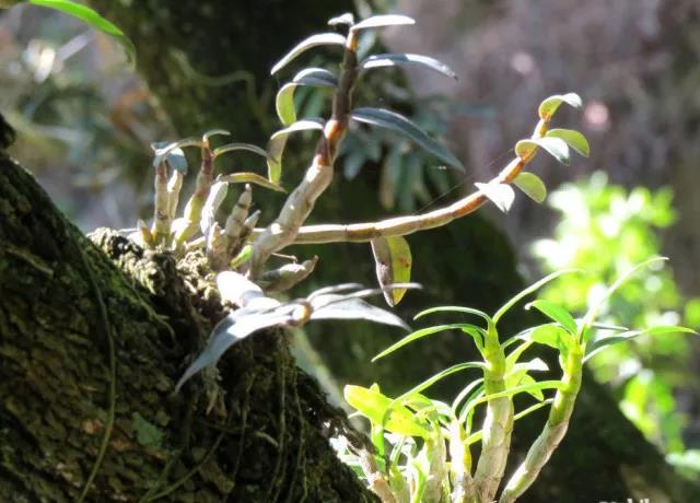 石斛苗是怎么种植的呢？