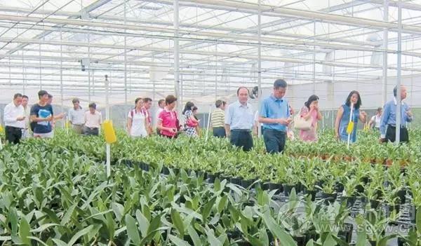 石斛基地种植该如何选址呢? 石斛基地种植该如何选址呢?