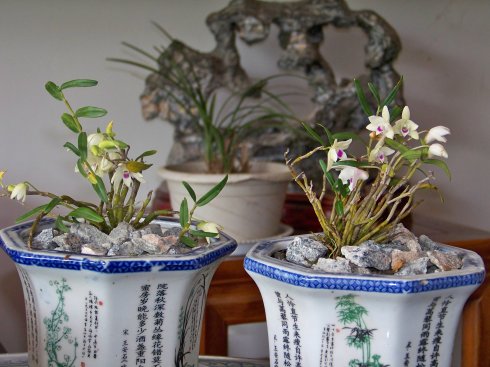 仿野生树干种植铁皮石斛