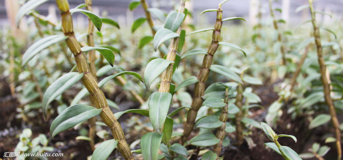 野生石斛和人工种植石斛有什么区别呢？