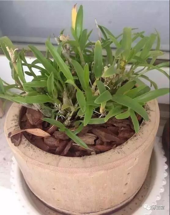 石斛盆栽是怎样种植的呢？