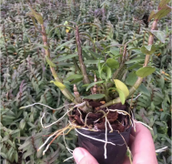 <b>铁皮石斛盆栽的价格是多少呢？</b>