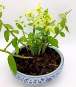 <b>家里为什么要种植铁皮石斛盆栽呢？</b>