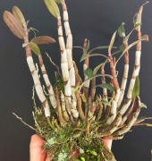 <b>石斛苗吊兰多少钱？</b>