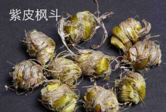 <b>云南特技紫皮石斛什么价格？</b>