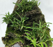 正宗霍山种苗多少钱？