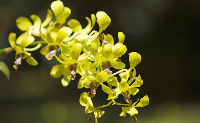 铁皮石斛花怎么泡水喝 铁皮石斛花怎么泡水喝