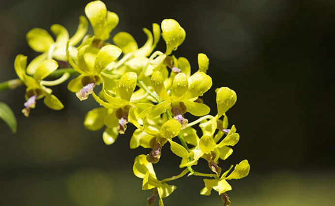 铁皮石斛花怎么泡水喝