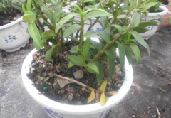 <b>怎样给铁皮石斛盆栽通风？</b>