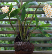 <b>家庭种植铁皮石斛有什么需要注意的</b>