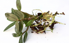 <b>选择铁皮石斛种苗的关键</b>