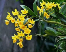 <b>鼓槌石斛叶子干枯是怎么回事?</b>