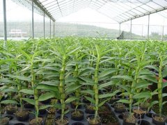 <b>石斛大棚种植的技术要点</b>