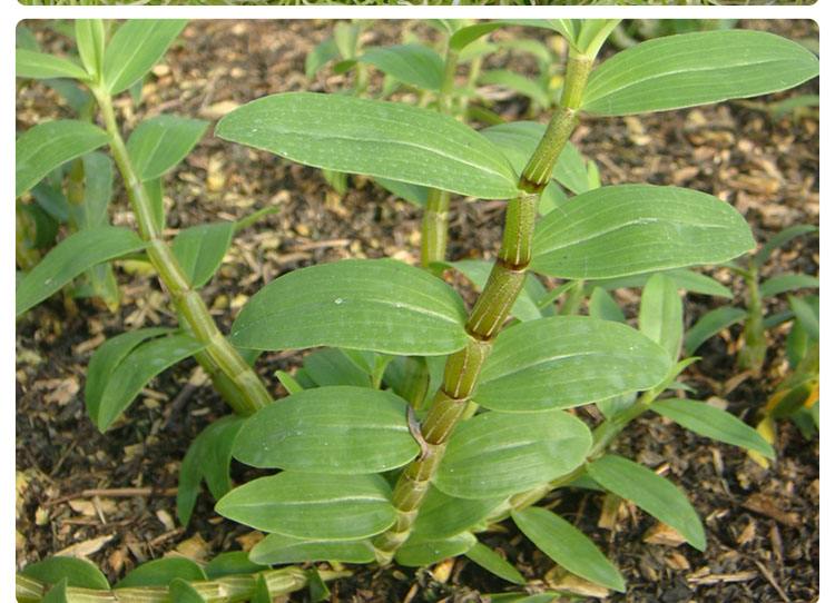 石斛大棚种植的技术要点