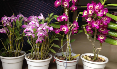 <b>石斛兰如何扦插</b>