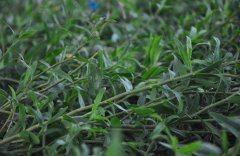 <b>铁皮石斛种植的条件要求有哪些？</b>