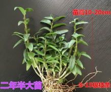 <b>红杆驯化苗雁荡山霍山鲜条苗多少钱？</b>