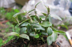 <b>我国北方可以种植石斛吗？</b>