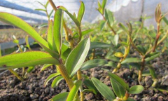 <b>铁皮石斛组培苗的定植方法</b>