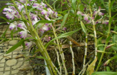 <b>马鞭石斛的药用搭配</b>