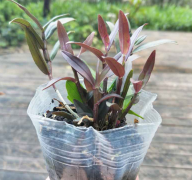 <b> 1年生野生种源枫斗种苗多少钱？</b>