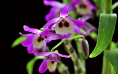 <b>如何种植春石斛</b>