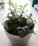 <b>石斛盆栽的日常管理</b>