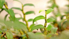 <b>鲜石斛花泡酒的功效及好处</b>