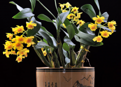 <b>鼓槌石斛叶子干枯的解决办法</b>