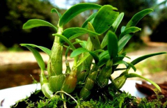 <b>曲径石斛的药用价值有哪些？</b>