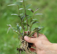 <b>铁皮石斛驯化苗价格多少？</b>