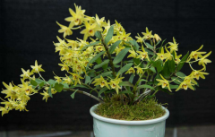 <b>石斛盆栽对光照有什么要求？</b>