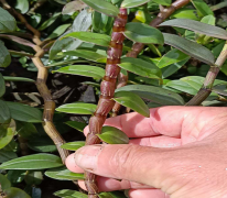 <b>特级铁皮石斛鲜条1公斤多少钱？</b>