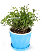 <b>阳台盆栽石斛种植方法有哪些?</b>