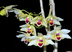 <b>滇桂石斛的简介</b>