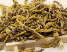 <b>金钗石斛批发多少钱？</b>