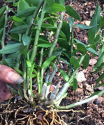 <b>仿野生种苗批发多少钱?</b>